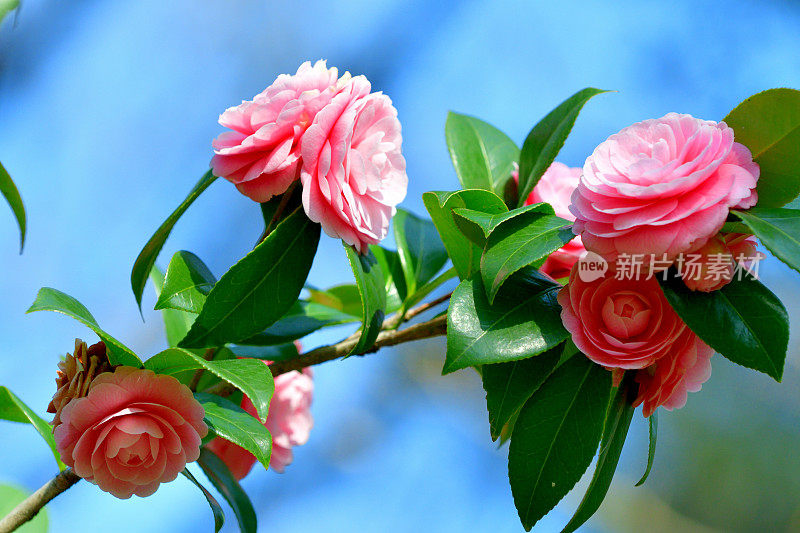 山茶花/日本山茶花花:红色，粉红色和白色